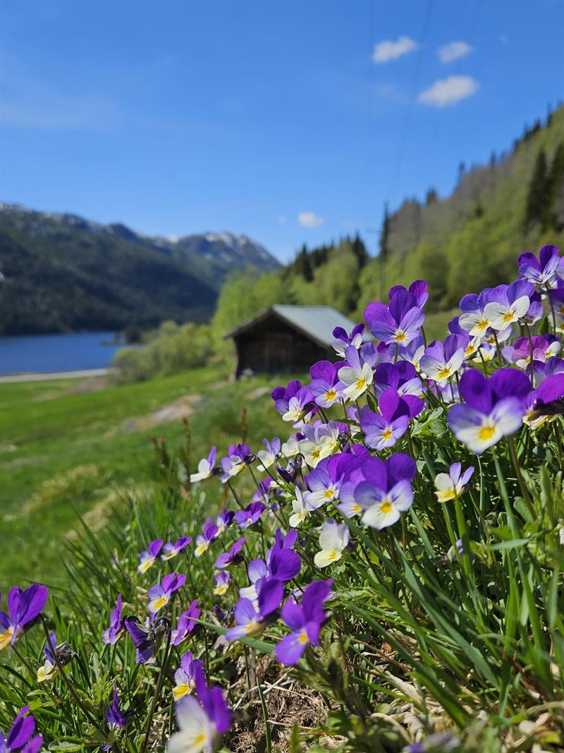 Vårdans på Grungom - Vest-Telemark.no