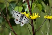Sommertreff Norsk entomologisk forening