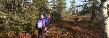 HHT Onsdagsgruppa: Tur fra Budor Gjestegård mot Målia på Rondanestien