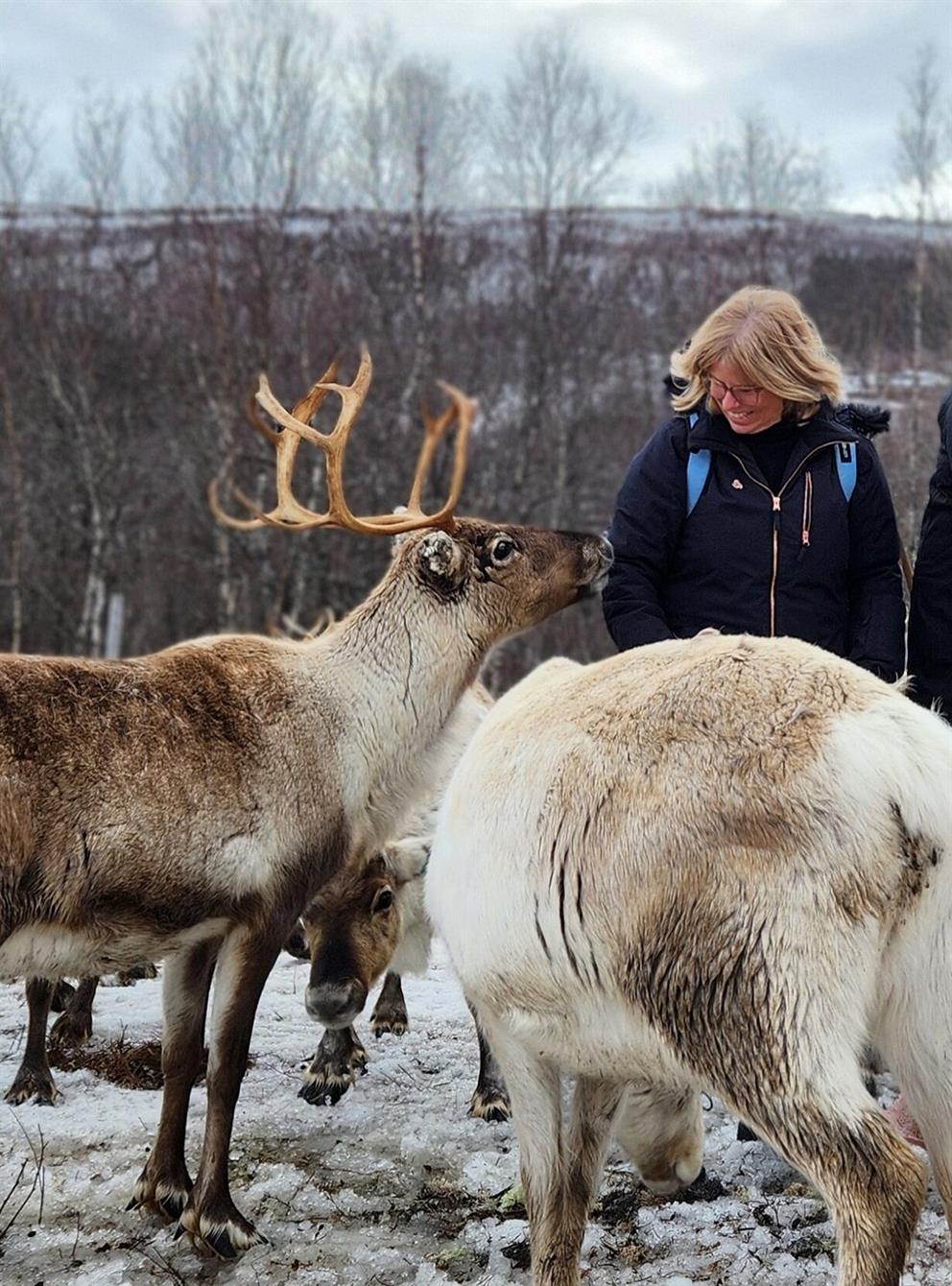 Tourist with reindeers