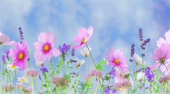 Arrangementsbilde