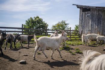 Velkommen til småbrukernettverk i Løten!