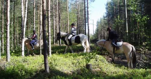 Hästar i skogen
