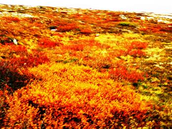 Underholdning på Løten helsetun