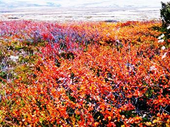 Underholdning på Løten helsetun
