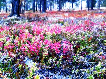 Danseaften på Helsetunet
