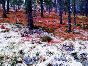 Danseaften på Løten Helsetun
