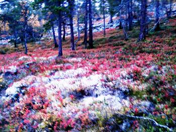 Underholdning på Løten helsetun