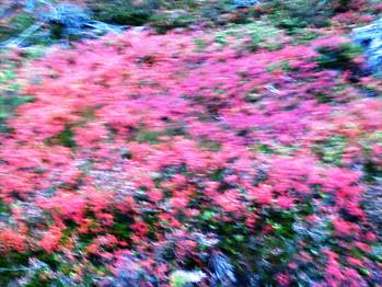 Underholdning på Løten helsetun