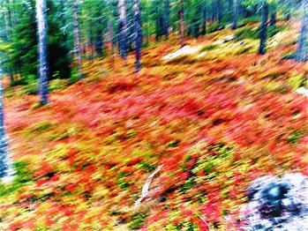 Underholdning på Løten Helsetun