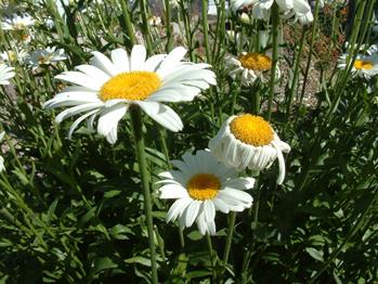 Arrangementsbilde