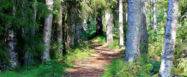 Strövstig i skog, Stina Eriksson