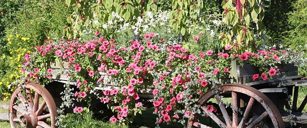 Carriage of flowers, Astrant plant