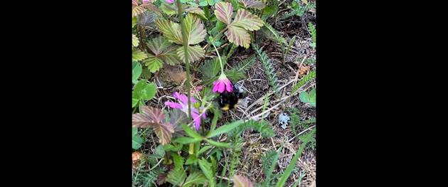 Blomma