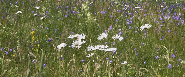 Resultat av flitig slåtter