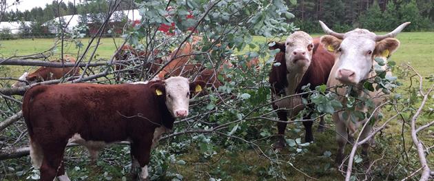 Djur i buskaget i Sikfors, Sikfors hereford o dexter