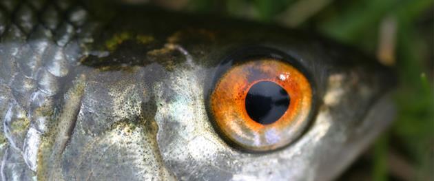 Fish, Örjan Lundholm