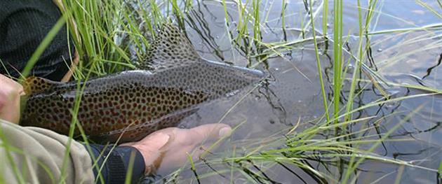 Fisk som släpps tillbaka i vattnet, Piteå kommun