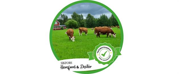 Hereford och Dexter