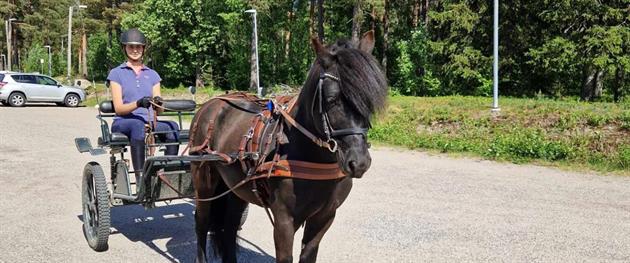 Ponny med vagn bakom hos Piteå Ridklubb