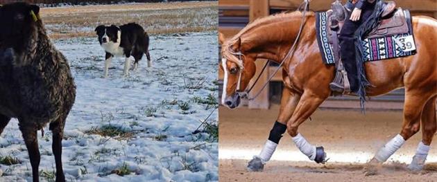 Pite Westernryttare och vallhund