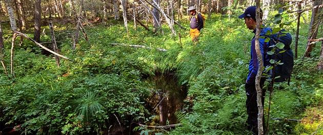 Skogsbesök, Guide natura
