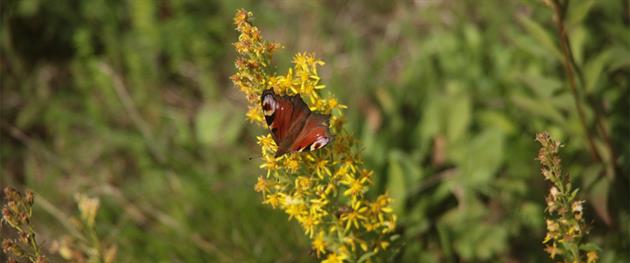 Påfågelöga på gullris