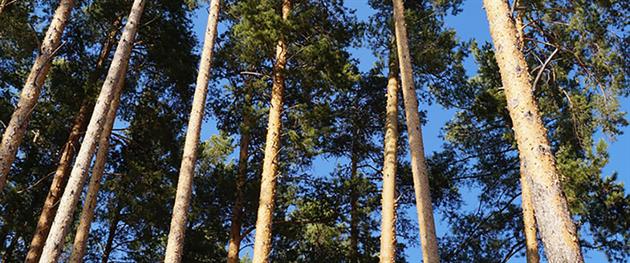 Tallskog, Pressbild