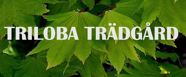 Triloba Trädgårdsblad, Triloba trädgård