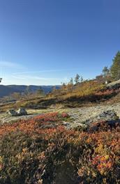 Løkjedalen til Sundbekk, Breiviksheia, Fyresdal. 5 timar / 10 km