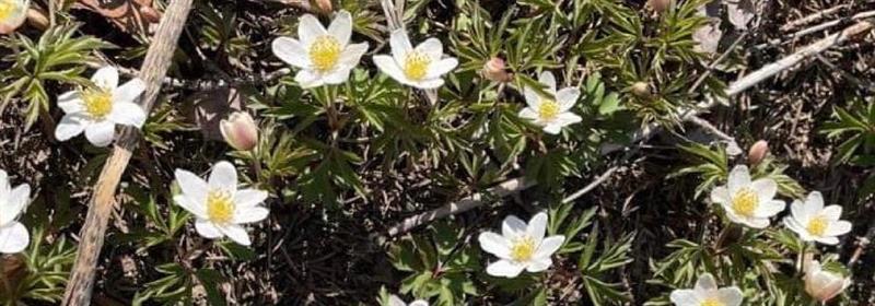 Plakat Mandagstur: Vårblomster og vårvekster Furuberget