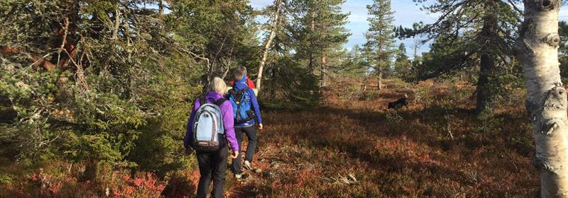 Plakat HHT Onsdagsgruppa: Tur fra Budor Gjestegård mot Målia på Rondanestien