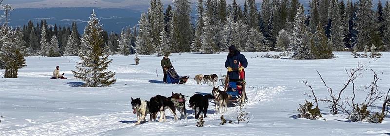 Plakat Hundekjøring på Aksjøen med Barnas turlag