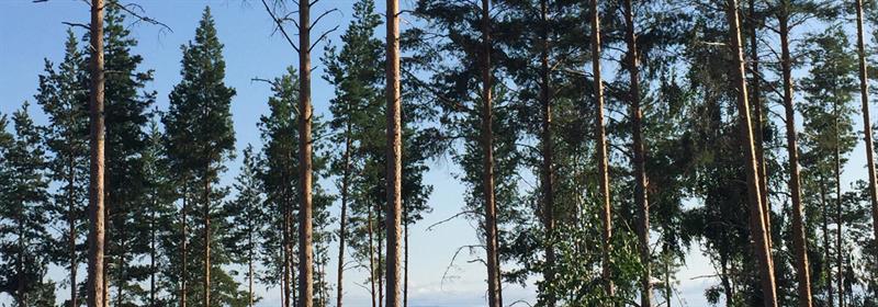 Plakat HHT Onsdagsgruppa: Tur i Furuberget