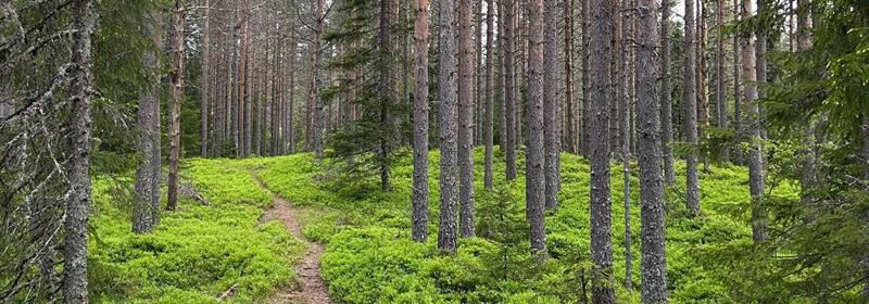 Plakat Tirsdagstrampen: Bygdeberget rundt (Åsbygda)
