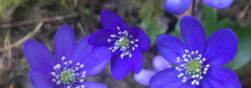 Plakat Mandagstur: Den Store Jessnesrunden