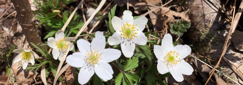 Plakat Tirsdagstrampen: Rundtur fra Klæpa på Ådalsbruk