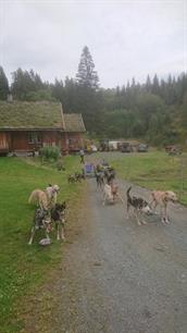 Hundespann og ridning for born frå 3. til 8. klasse