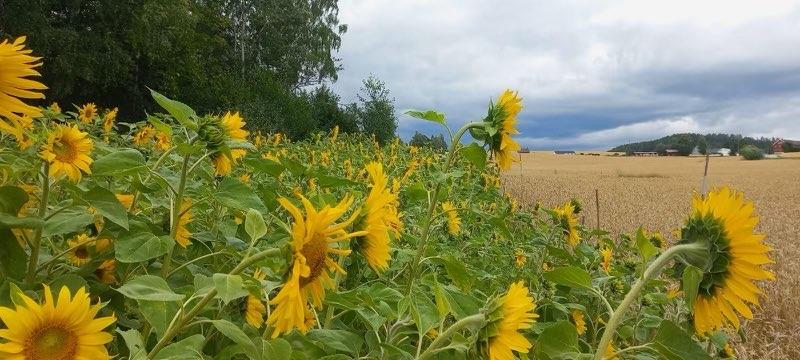 Plakat Kurvfest med piknik i Nøttehagen på Vikerødegården