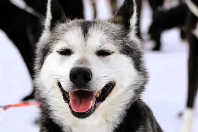 Husky, Direct North Travel