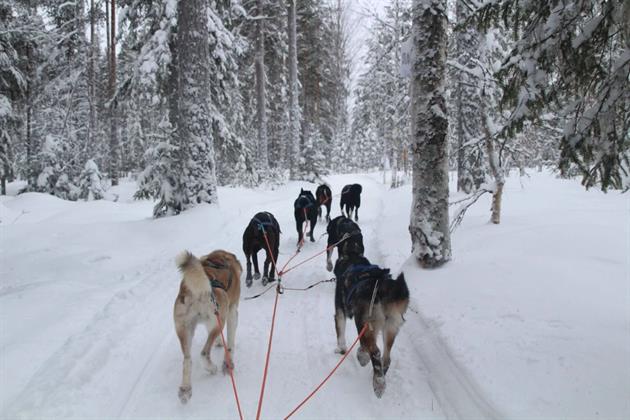 Hundspann i skogen, Direct North Travel