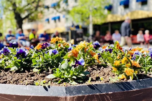 Blommor vid Byxtorget, Stina Eriksson
