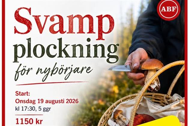 Svampplockning för nybörjare