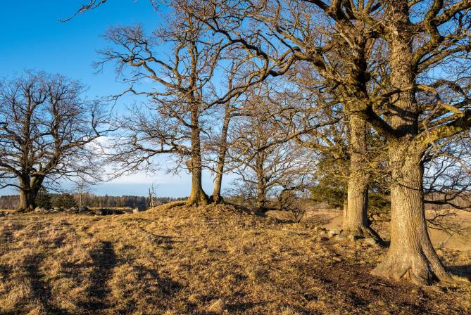 Plakat Fagkveld om naturrestaurering i Ås kommune