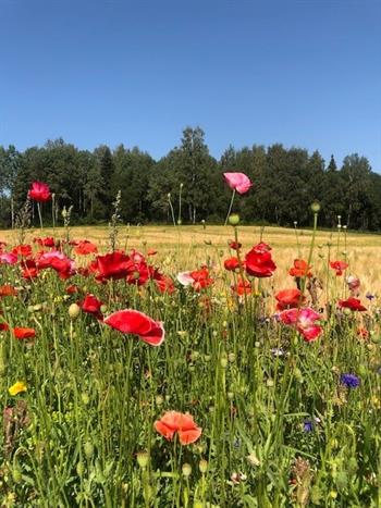 Arrangementsbilde