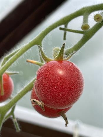 Plantemarked