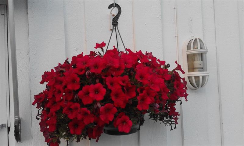 Plakat Underholdning på Løten Helsetun