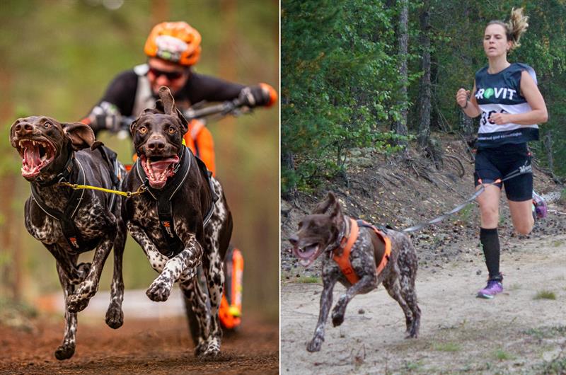 Plakat Aktiv torsdag i Mjøsparken - hund