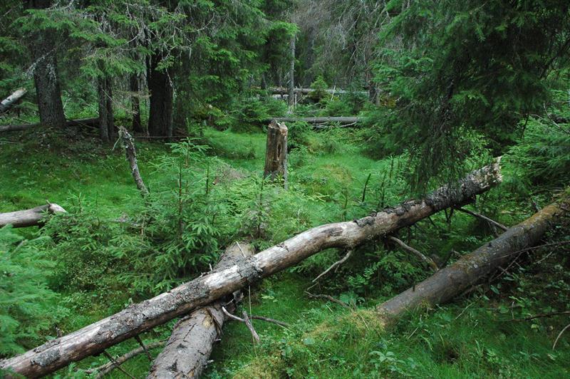 Plakat Temakveld: Naturskog