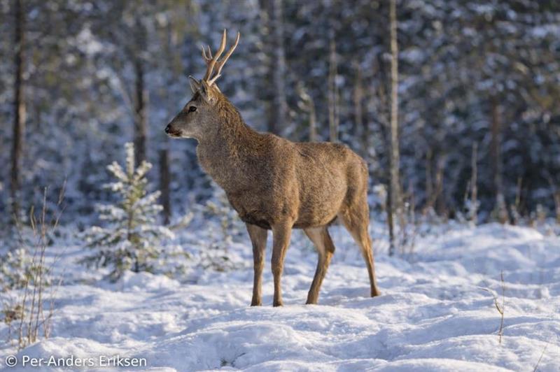 Plakat Kveldsseminar om hjort